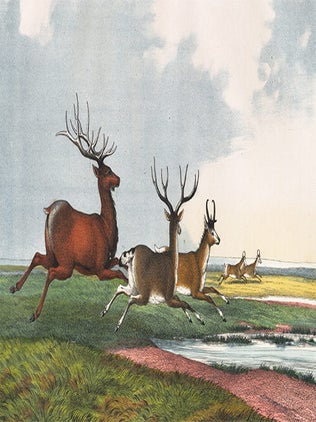 Wapiti. The Instructive Picture Book.