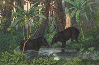 Item nr. 152623 American Tapir. The Instructive Picture Book. Adam White, M H. H. J