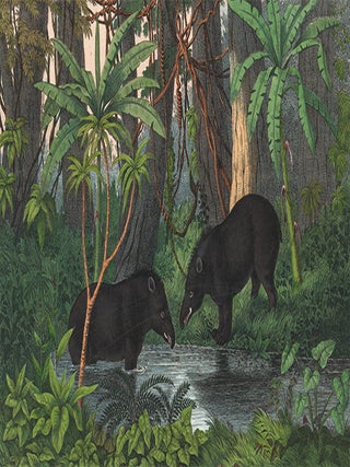 American Tapir. The Instructive Picture Book.