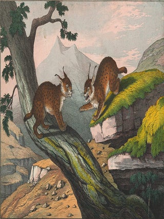 Item nr. 152625 Lynx. The Instructive Picture Book. Adam White, M H. H J