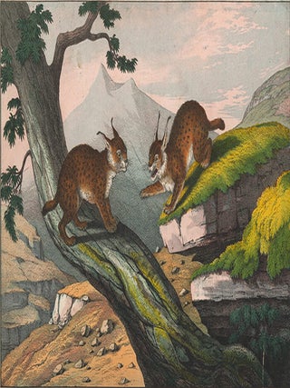 Lynx. The Instructive Picture Book.