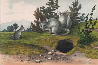 Item nr. 152626 Chinchilla. The Instructive Picture Book. Adam White, M H. H J