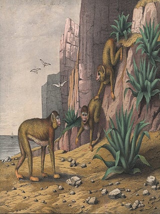 Barbary Ape. The Instructive Picture Book.