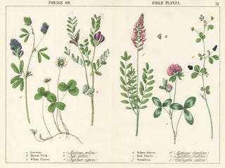 Item nr. 152672 Lucerne, Tarneor Vetch, White Clover, Yellow Clover, Red Clover and Saintfoin....