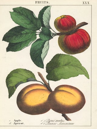 Item nr. 152674 Apple and Apricot. Instructive Picture Book. Robert Stark