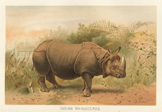 Item nr. 152737 Indian Rhinoceros. The Royal Natural History. Richard Lydekker