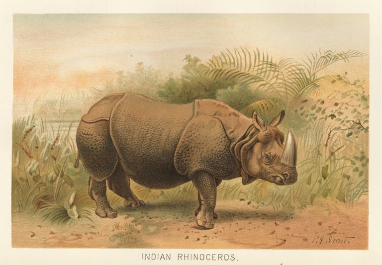 Item nr. 152737 Indian Rhinoceros. The Royal Natural History. Richard Lydekker.