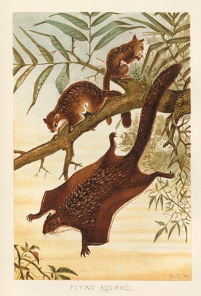 Item nr. 152738 Flying Squirrel. The Royal Natural History. Richard Lydekker