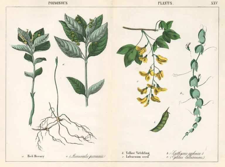 Item nr. 152789 Herb Mercury, Yellow Vetchling and Laburnum seed. Instructive Picture Book. Robert Stark.