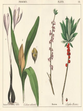 Item nr. 152791 Meadow Saffron and Mezereon. Instructive Picture Book. Robert Stark