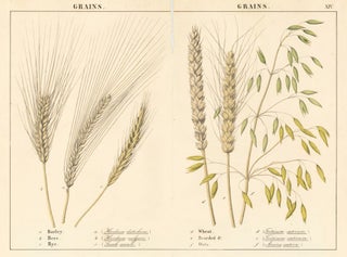 Item nr. 152803 Barley, Bere... Instructive Picture book. Robert Stark