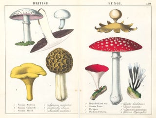 Item nr. 152809 British Fungi. Instructive Picture Book. Robert Stark