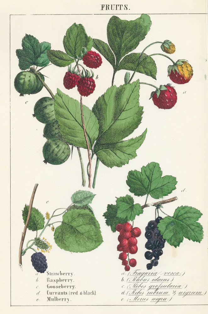 Item nr. 152811 Strawberry, Raspberry, Gooseberry, Currants and Mulberry. Instructive Picture Book. Robert Stark.