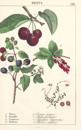 Item nr. 152812 Cherry, Bramble, Cranberry and Barberry. Instructive Picture Book. Robert Stark