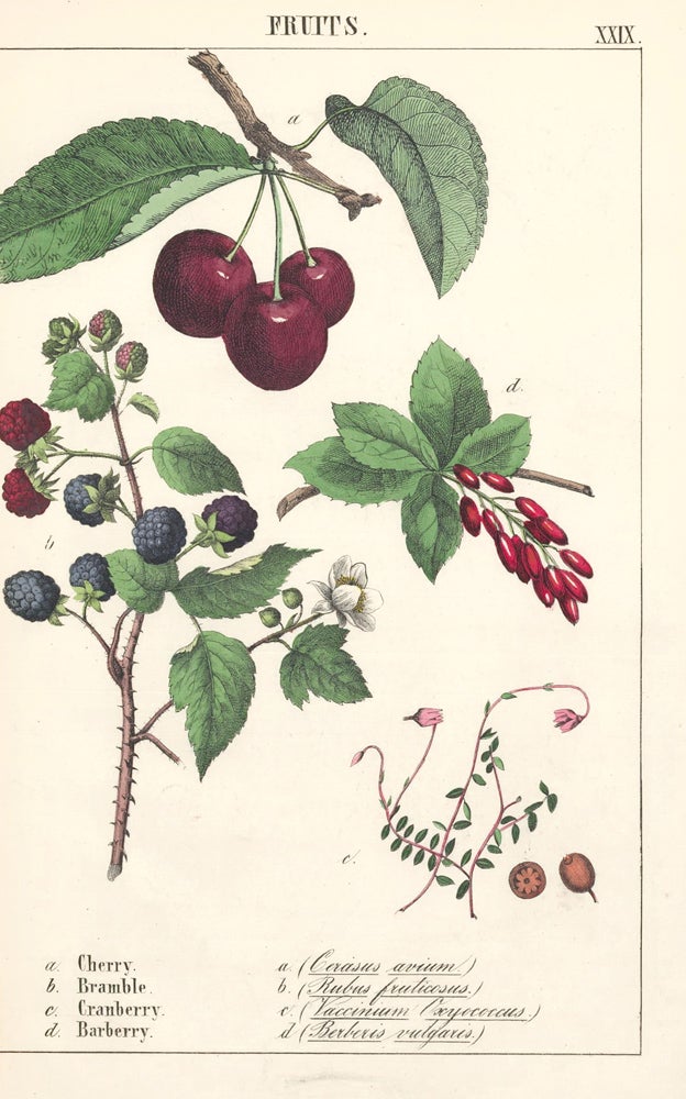 Item nr. 152812 Cherry, Bramble, Cranberry and Barberry. Instructive Picture Book. Robert Stark.
