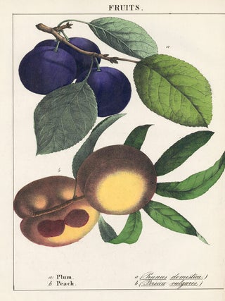 Item nr. 152813 Plum and Peach. Instructive Picture Book. Robert Stark