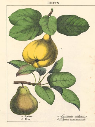 Item nr. 152815 Quince and Pear. Instructive Picture Book. Robert Stark