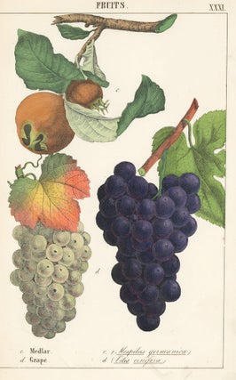 Item nr. 152816 Medlar and Grape. Instructive Picture Book. Robert Stark