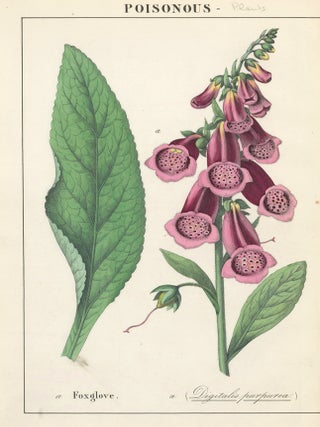 Item nr. 152817 Foxglove. Instructive Picture Book. Robert Stark