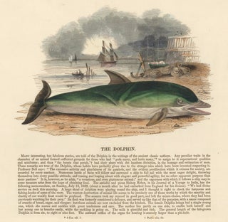 Item nr. 152920 The Dolphin. Plates Illustrative of Natural History. Josiah Wood Whymper