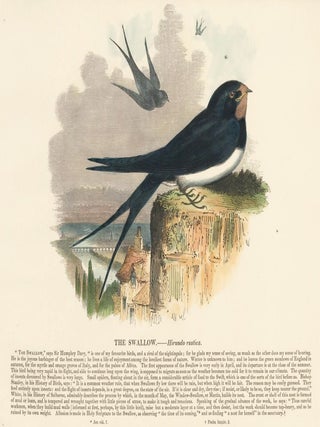 Tab. LV: Schwarzer Milan Black Kite . Collection de Nids et d'Oeufs