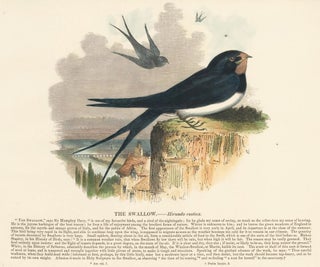 Item nr. 152922 The Swallow. Plates Illustrative of Natural History. Josiah Wood Whymper