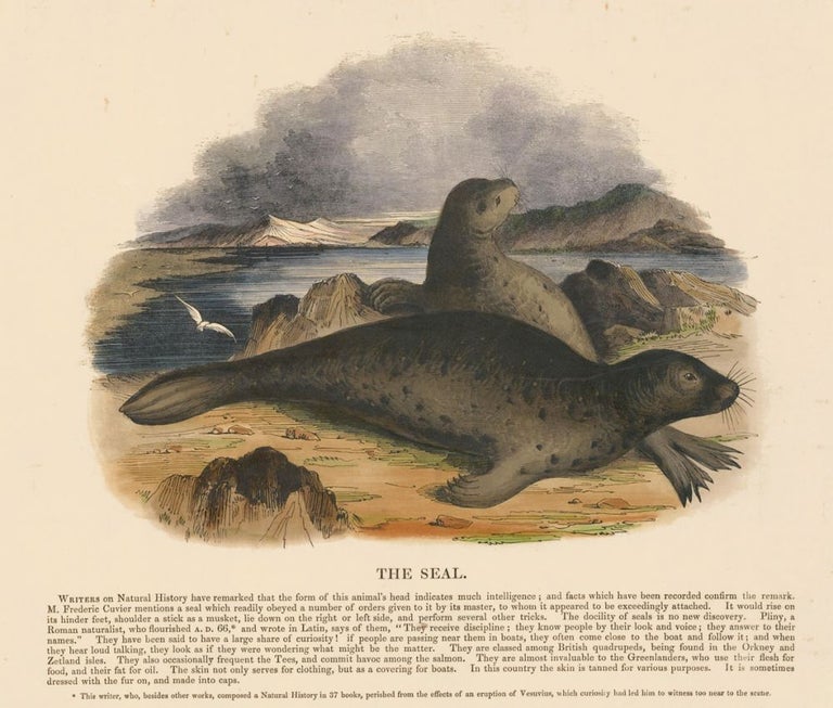 Item nr. 152927 The Seal. Plates Illustrative of Natural History. Josiah Wood Whymper.