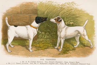 Item nr. 152958 Fox Terriers. British Dogs. Hugh Dalziel