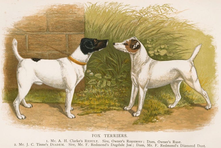 Item nr. 152958 Fox Terriers. British Dogs. Hugh Dalziel.