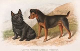 Item nr. 152965 Scotch Terrier & Welsh Terrier. British Dogs. Hugh Dalziel