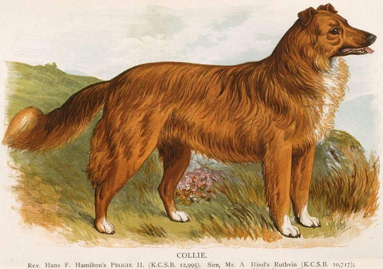 Item nr. 152970 Collie. British Dogs. Hugh Dalziel.