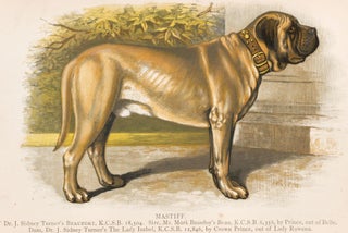 Item nr. 152977 Mastiff. British Dogs. Hugh Dalziel