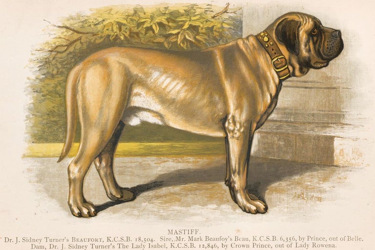 Item nr. 152977 Mastiff. British Dogs. Hugh Dalziel.