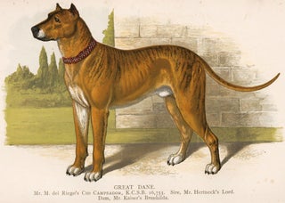 Item nr. 152983 Great Dane. British Dogs. Hugh Dalziel