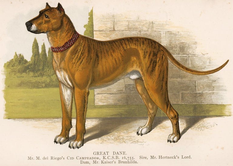 Item nr. 152983 Great Dane. British Dogs. Hugh Dalziel.