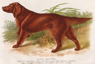 Item nr. 152984 Irish Setter. British Dogs. Hugh Dalziel