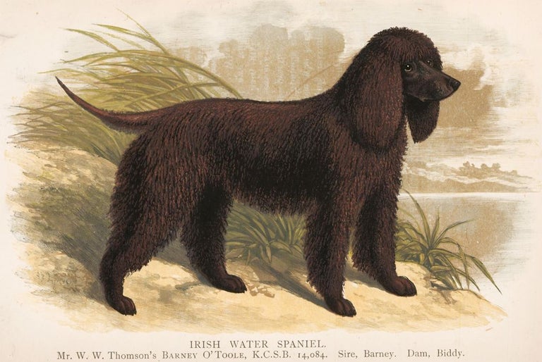 Item nr. 152987 Irish Water Spaniel. British Dogs. Hugh Dalziel.