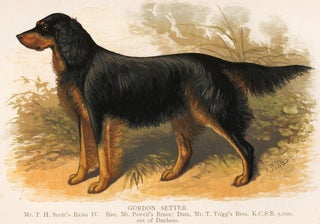 Item nr. 152994 Gordon Setter. British Dogs. Hugh Dalziel