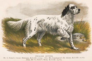 Item nr. 152997 English Setter. British Dogs. Hugh Dalziel