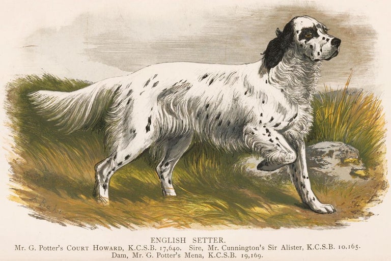 Item nr. 152997 English Setter. British Dogs. Hugh Dalziel.