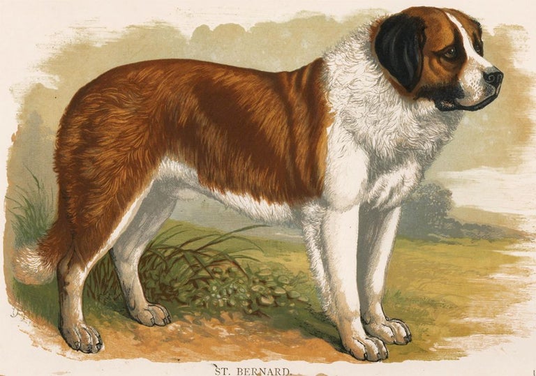 Item nr. 153009 St. Bernard. British Dogs. Hugh Dalziel.