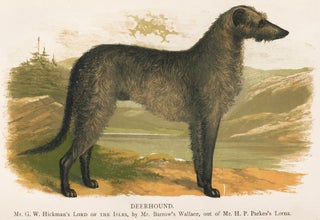 Item nr. 153010 Deerhound. British Dogs. Hugh Dalziel