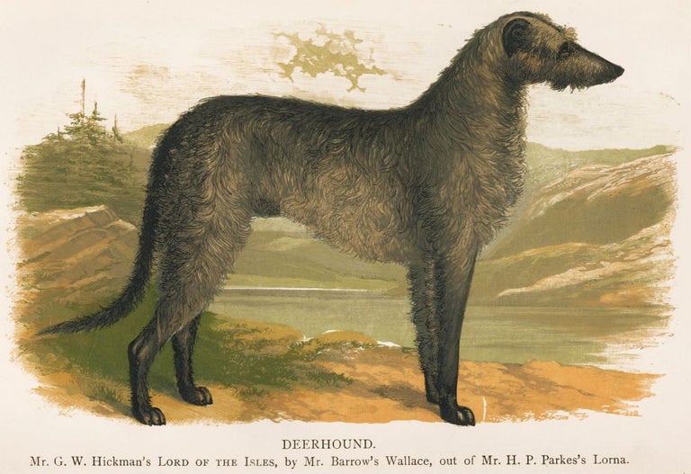 Item nr. 153010 Deerhound. British Dogs. Hugh Dalziel.