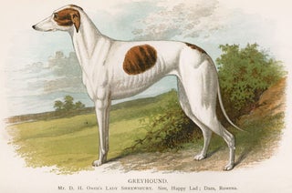 Item nr. 153011 Greyhound. British Dogs. Hugh Dalziel