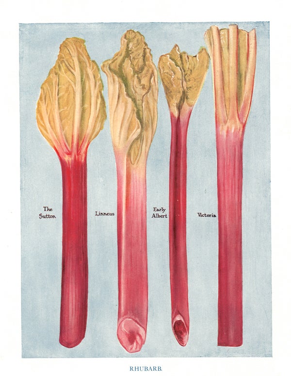 Item nr. 153024 Rhubarb. The Vegetable Grower's Guide. John Wright.