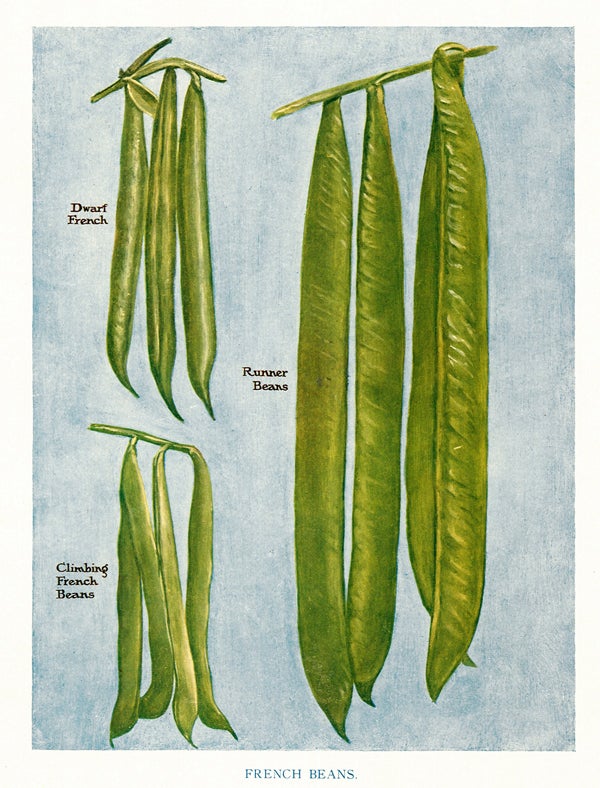 Item nr. 153026 French Beans. The Vegetable Grower's Guide. John Wright.