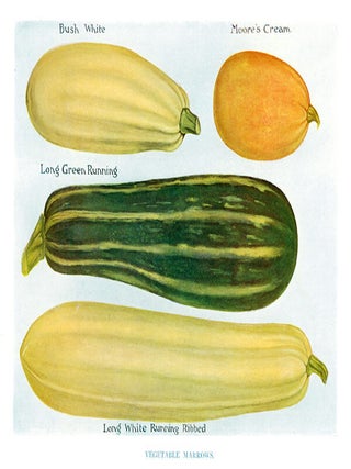 Item nr. 153029 Vegetable Marrows. The Vegetable Grower's Guide. John Wright