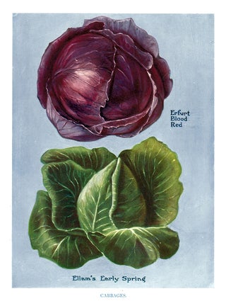 Item nr. 153030 Cabbages. The Vegetable Grower's Guide. John Wright