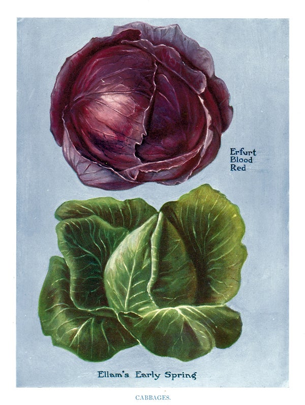 Item nr. 153030 Cabbages. The Vegetable Grower's Guide. John Wright.