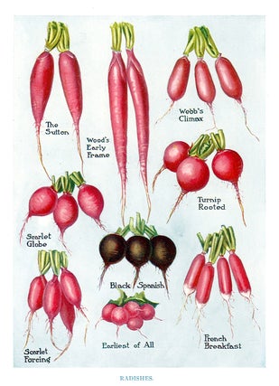 Item nr. 153031 Radishes. The Vegetable Grower's Guide. John Wright